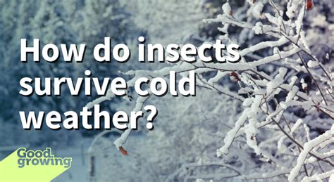 How Do Insects Survive Cold Weather Good Growing Illinois