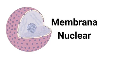 10 Características de la Membrana Nuclear