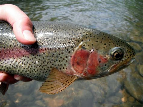 Traveling Guides: Fish Hounds: South Holston River, Tennessee