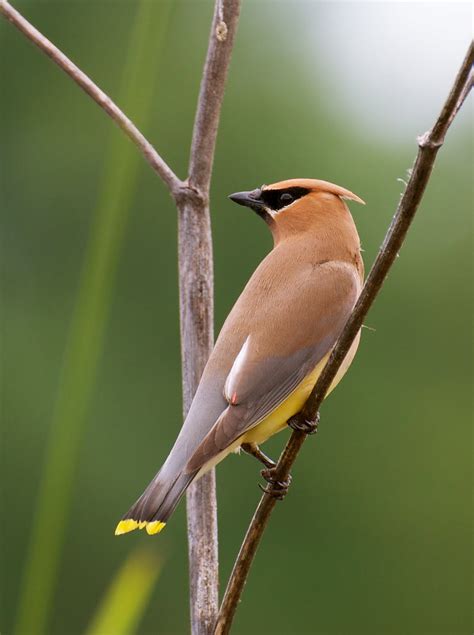 NW Bird Blog: Cedar Waxwing