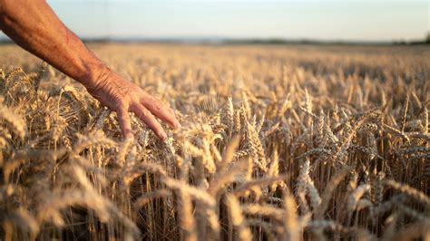 Moderna Alimentos Fomenta La Producción De Trigo Pulpo Ec