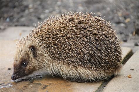 hedgehog | Friends of Normandy Wildlife