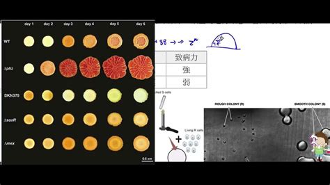 高中生物 選修生物i 細菌的轉形作用【莫斯利高中自然科教學網】 Youtube