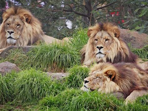 Los Tres Leones Fue Tan Lindo Conocerte