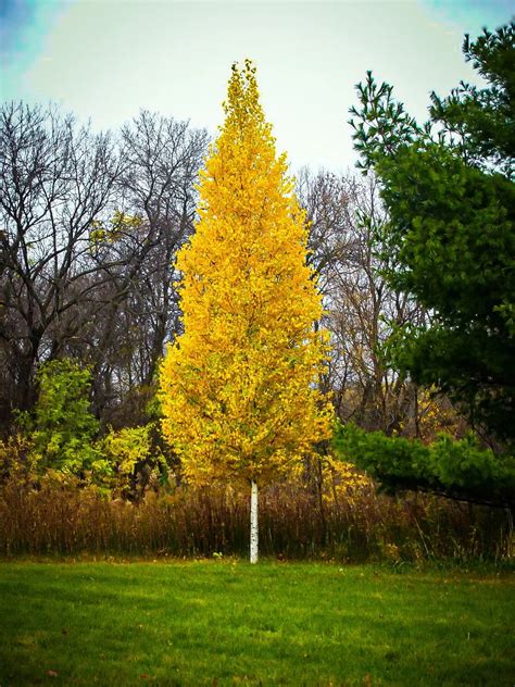 Dakota Pinnacle Birch For Sale Online The Tree Center