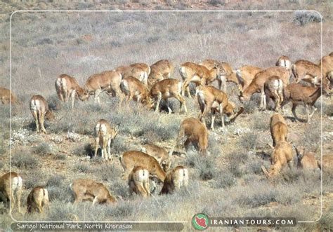 Sarigol Nationa Park | Iran Tour and Travel with IranianTours