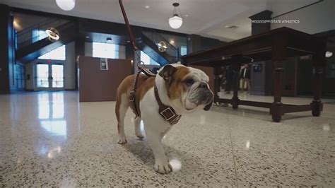 Mississippi State names live bulldog mascot after Dak Prescott | wfaa.com