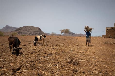 Global Groups Warn Of Widespread Food Crisis World Grain