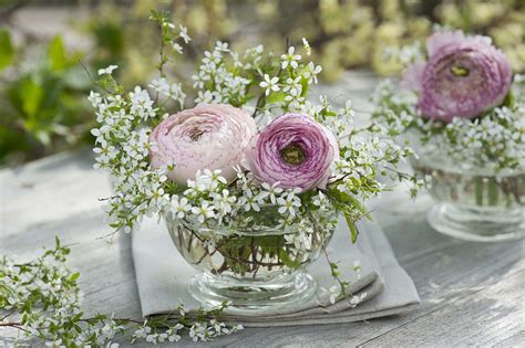 Ranunculus Ranunkeln In Zweigen Von Bild Kaufen