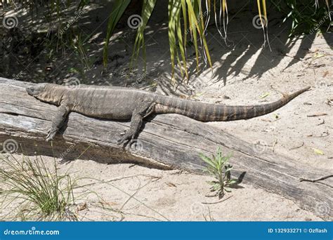 Rosenberg`s Monitor Lizard Stock Image Image Of Australia 132933271