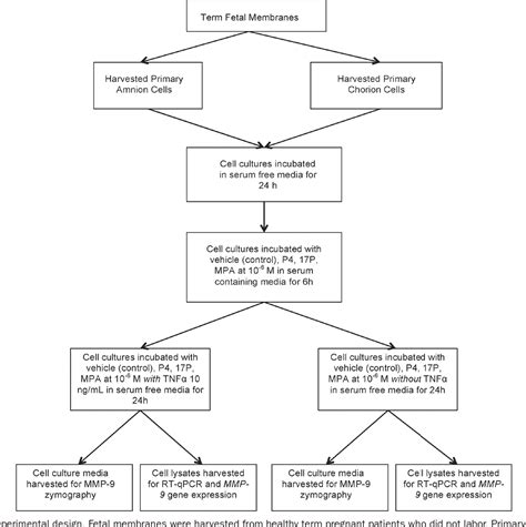 Figure From The Effect Of Progestins On Tumor Necrosis Factor