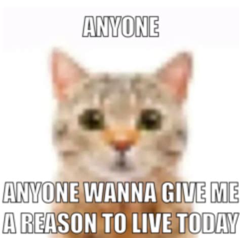 Meme Cat Silly Me Silly Cats Im Losing My Mind Lose My Mind Fb