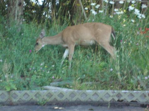 Solve Deer Eating My Wildflowers Jigsaw Puzzle Online With 12 Pieces