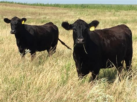 300 3 4 Yr Old Black Angus Cows Nebraska