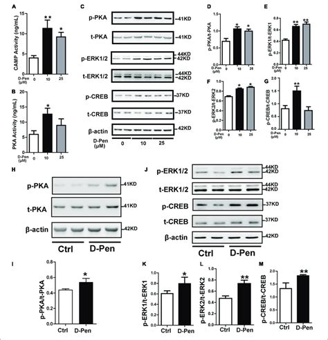 D Pen Upregulated The Pka Erk Creb Signaling Pathway In Vitro And In