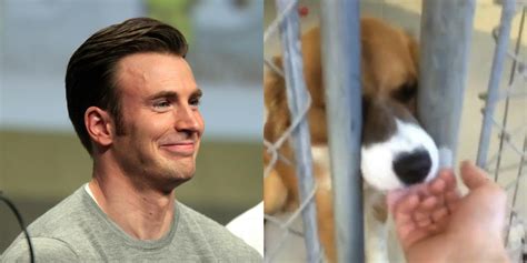 Watch the moment Chris Evans and his dog first met