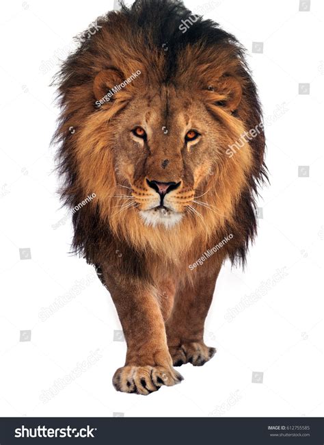 27,408 Lion Walking Images, Stock Photos & Vectors | Shutterstock