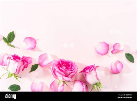 Flat Lay Pink Roses And Rose Petals On A Pink Background Stock Photo