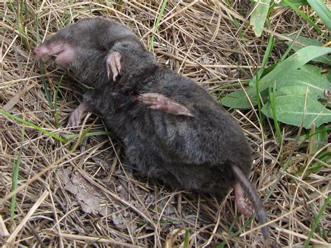 My Quality Day: The Lesson of the Shrew