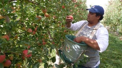 Productores De Peras Y Manzanas Pedir N Millones De Pesos Al Estado