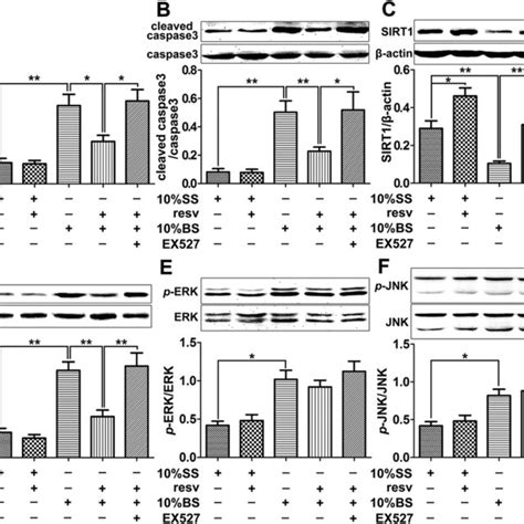 Effects Of Sirt1 Knockdown By Shrna On Cell Apoptosis And P38 Mapk