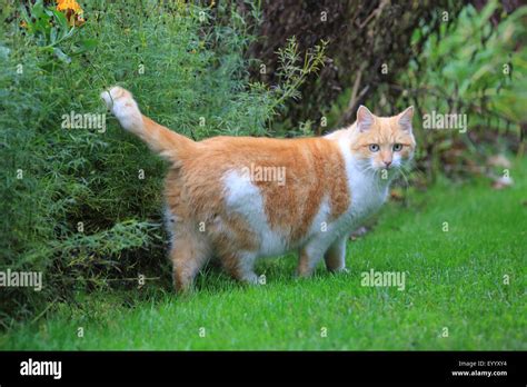 Domestic Cat House Cat Felis Silvestris F Catus Red And White