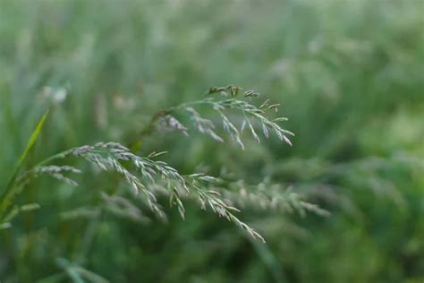 Ornamental Grass Seed Heads Green Grass On A Meadow Close Up Stock Image Everypixel