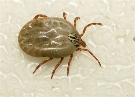 America's Most Common Ticks and How to Identify Them | Stacker