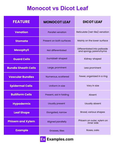 Monocot vs Dicot leaf - Differences Explained with Examples, Functions & More