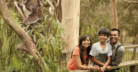 From Melbourne Penguin Parade Maru Koala Park Tour GetYourGuide