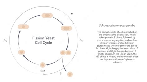 Premium Vector Schizosaccharomyces Pombe Fission Yeast Cell Cycle