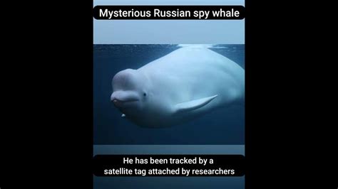 Mysterious Russian Spy Whale Youtube