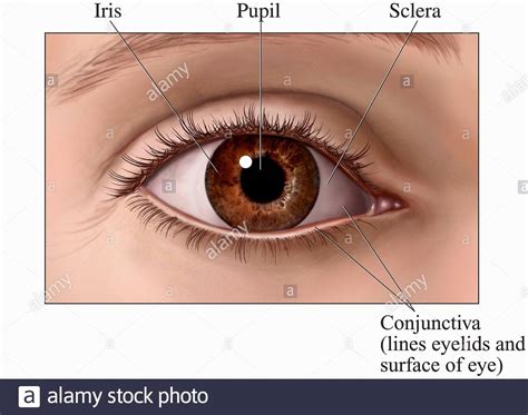 Ilustración Médica De Una Vista Anterior Frontal Del Ojo Humano