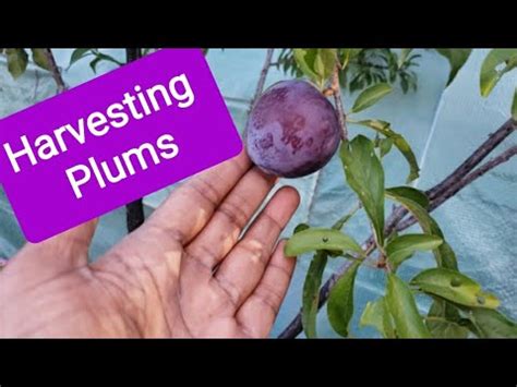 Santa Rosa And Bruce Plum Harvest And Taste Test Youtube