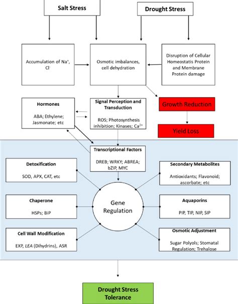 Regulation Of Gene Expression In Response To Drought Drought And Salt