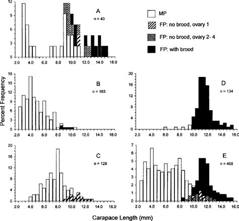 Size Frequency Distributions Of Sexual Morphs In Lysmata Californica Download Scientific