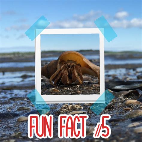 Six Hermit Crab Fun Facts Hermit Crab