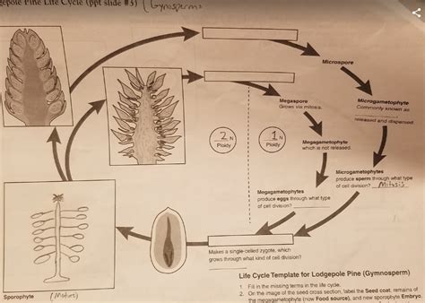 Solved Gepole Pine Life Cycle Ppt Slide 3 Ynosperms