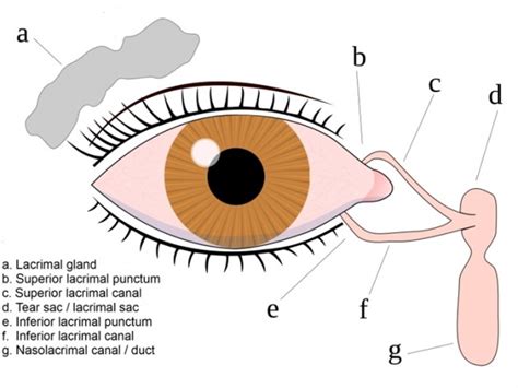 Cosmetic Eyelid Surgery Oculofacial Oculo Facial Surgeon Locate