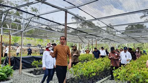 Jokowi Persemaian Mentawir Di Ikn Akan Produksi Juta Bibit Per