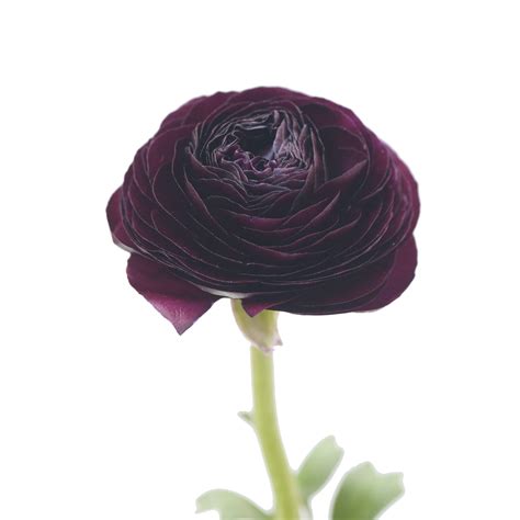 Burgundy Ranunculus - Farm Direct Fresh Cut Flowers - 300 Stems