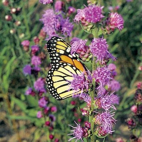 Gayfeather Rough Blazing Star Button Blazing Star Liatris Aspera