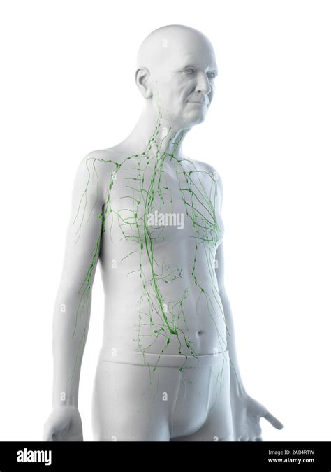 3d Rendered Medically Accurate Illustration Of An Old Mans Lymphatic