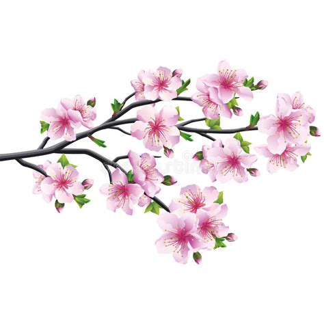 Fleurs De Cerisier Arbre Japonais Sakura Illustration De Vecteur