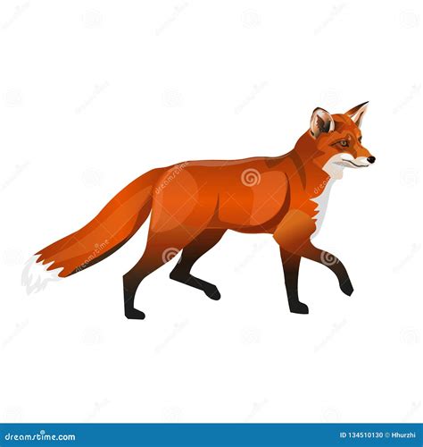 Walking Red Fox Stock Vector Illustration Of Animal 134510130