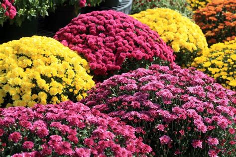 9 Unexpected Health Benefits Of Chrysanthemums 🌺 Mums