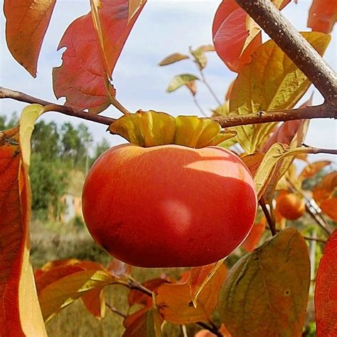 Fuyugaki Persimmon Tree-PERFUYBP - The Home Depot