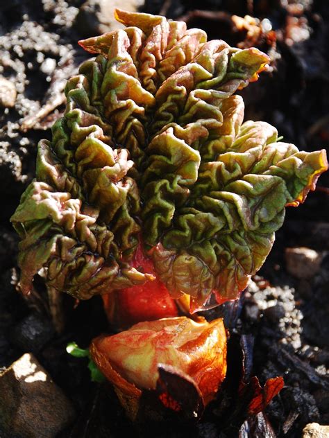 Rheum Spp Rhubarbe Des Jardins