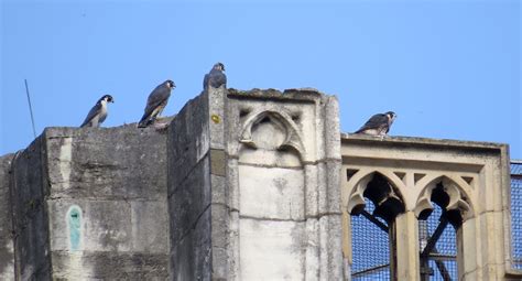 Adult Male Left And Three Juvenile Peregrines On Top Of  Flickr