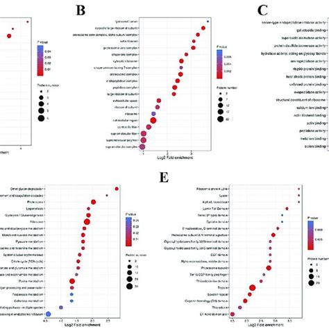 Enrichment Analyses Of The Proteins Derived From Ts ML EVs Enrichment